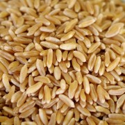 Organic Kamut® Brand khorasan wheat - 85 oz - #10 can