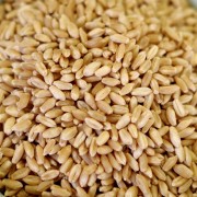 Organic Hard White Wheat - 88 oz - #10 can