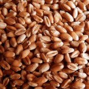Hard Red Wheat - 5.5 lb - #10 Can. Canned Wheat Berries